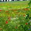 Tour 6: Naturpark Usedom